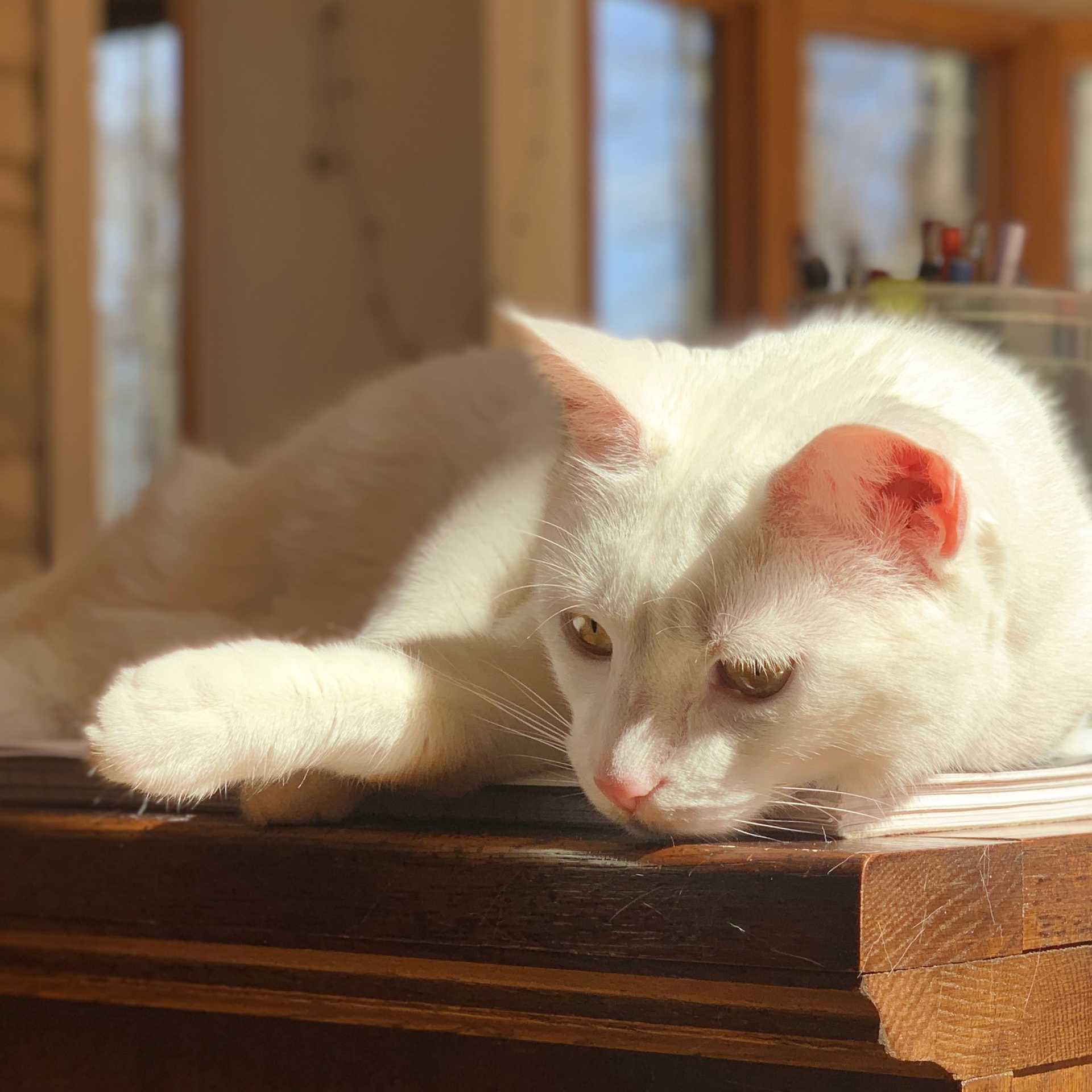 cat